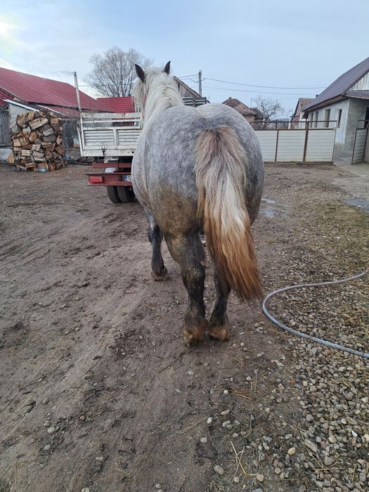 Vand iapa de 4 ani foarte buna la caruta