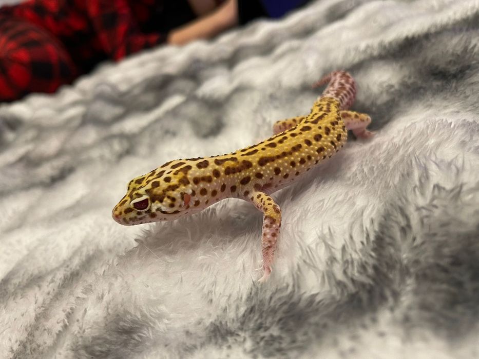 Продам ручных эублефаров