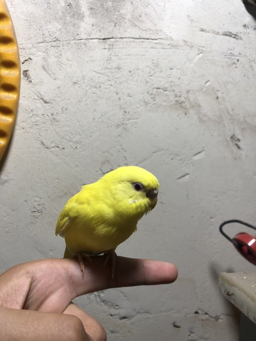 Лимон папугае лар