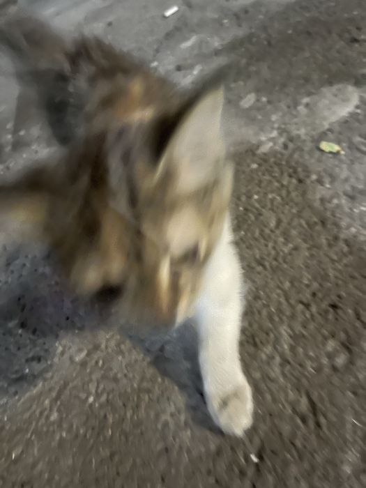 Котенок ищет свой дом