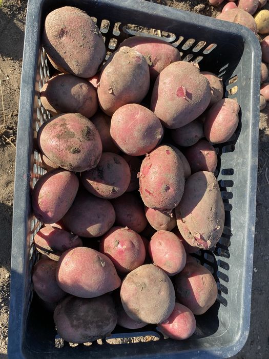 Картофель  красный. Сорт Аладдин!