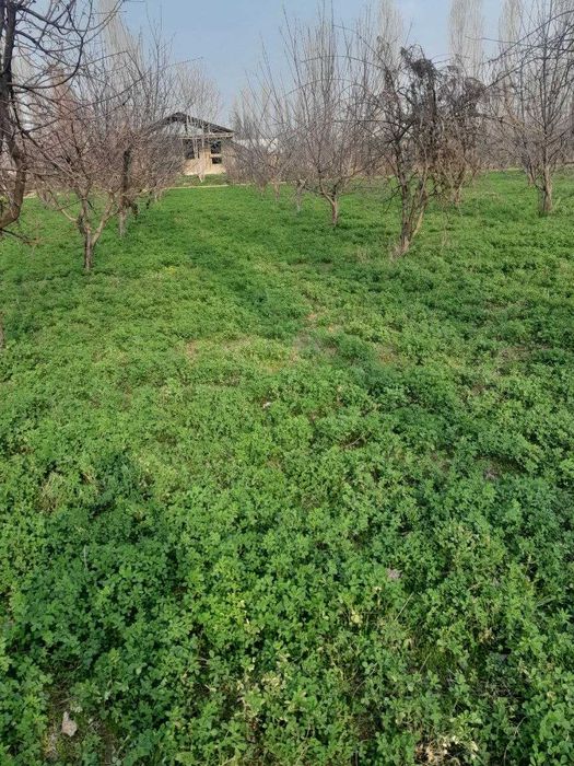 Уй, Ер, Боғ, Дом, Земля, Сад. Бизнес, сармоя, инвестиция. Бўка тумани