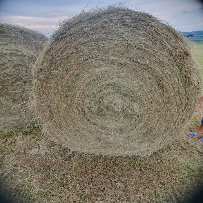 Vând(150- 200)de baloți rotunzi de fân si otava!