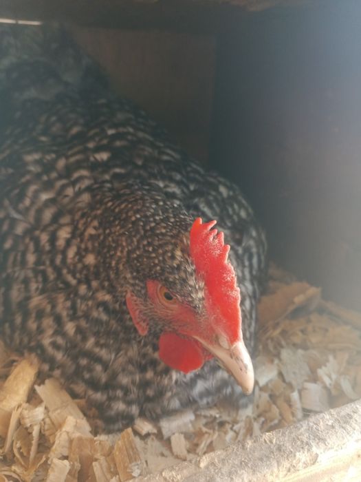 Продам кур возраст 1 год