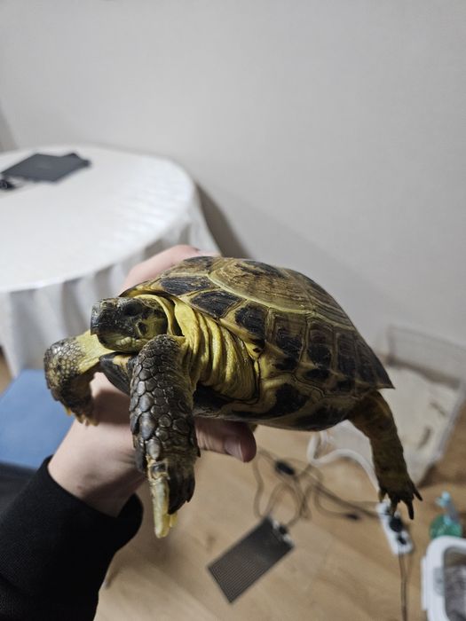 Черепаха взрослая