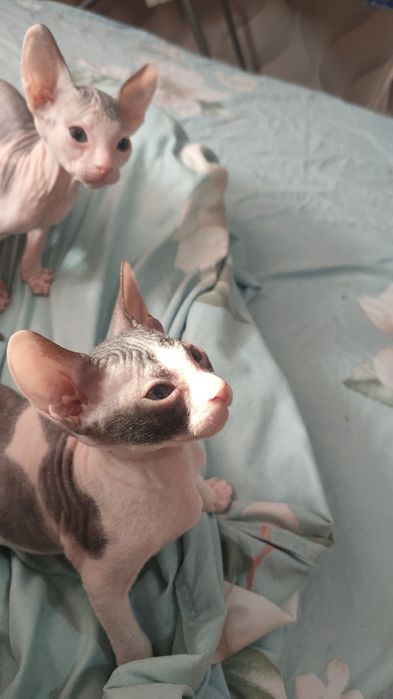 Продам котят породы сфинкс