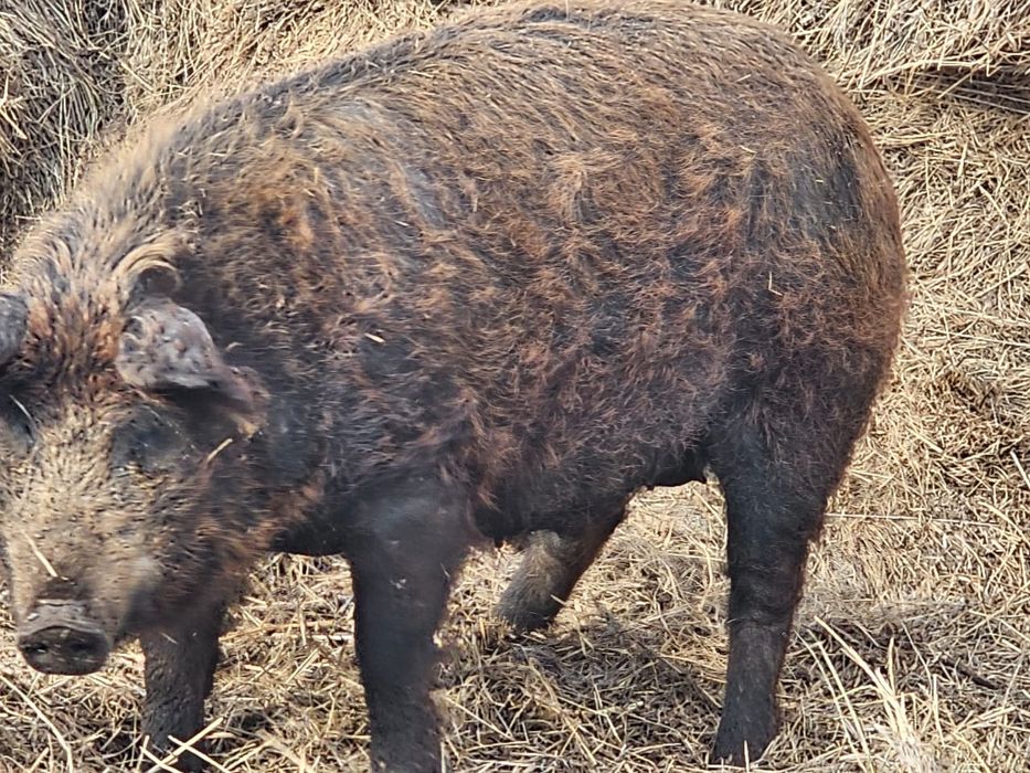 Продаём свинок на развод дюрок+мангал