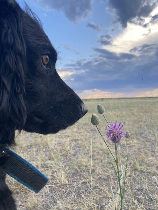 Ищем девочку спаниеля для вязки