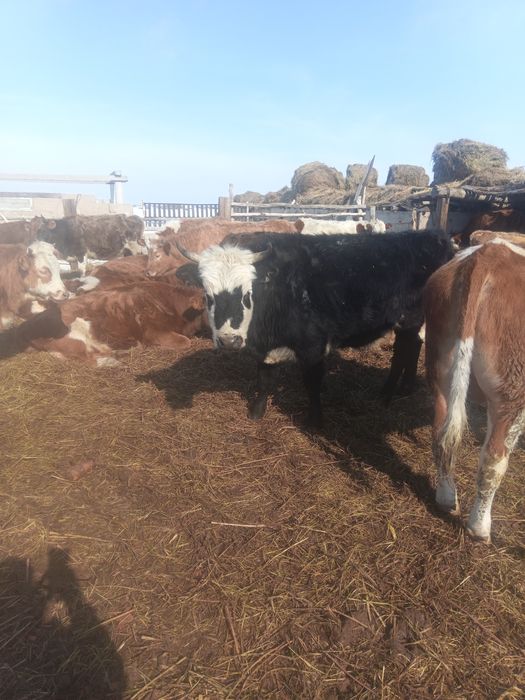 Продам коров 3 головы