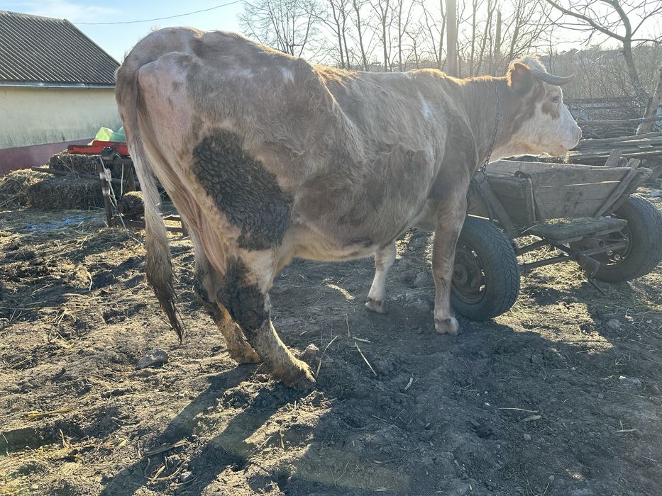 Vand vaca gestanta in 7 luni si se mulge