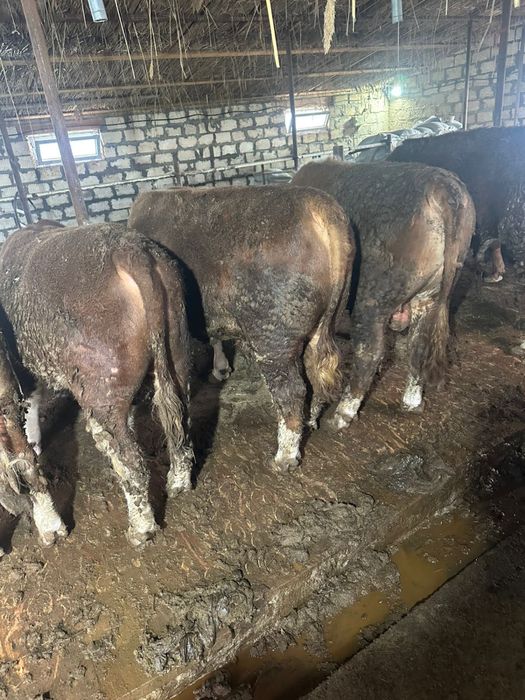 Бұқалар сатылады ақ бас