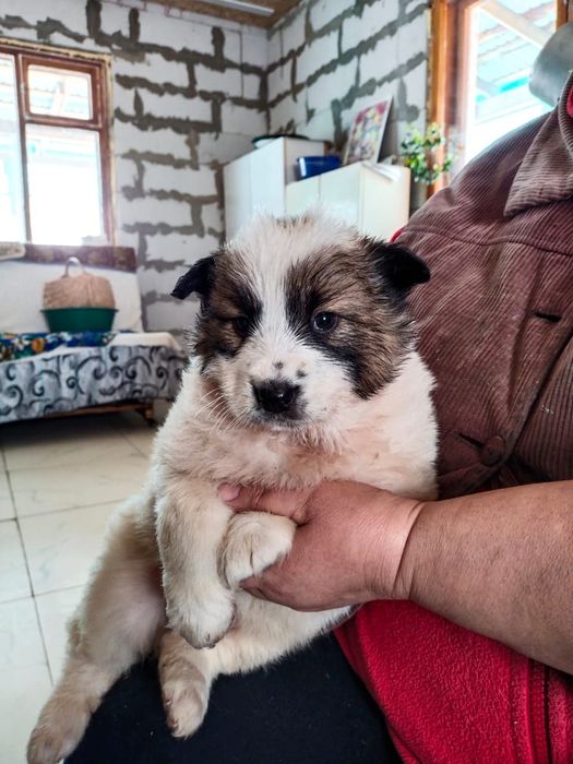 Отдам щенков в добрые руки