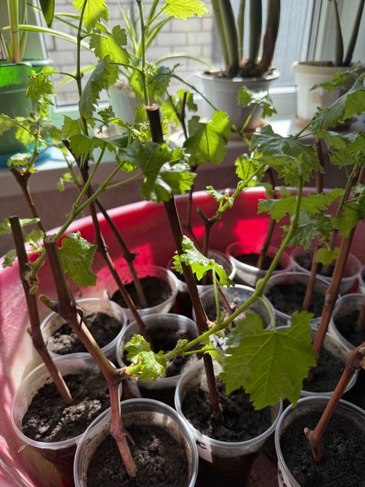 Продам саженцы винограда