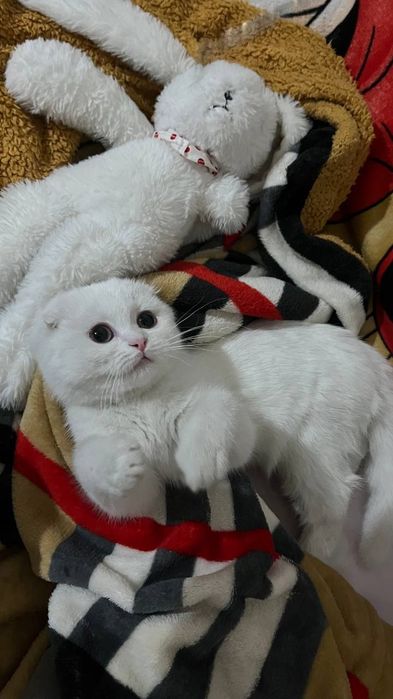 Продаётся кот скоттиш фолд