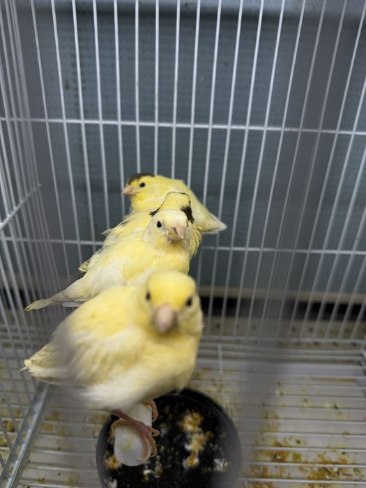 Kanareyka bolalari sotiladi ajratilmagan