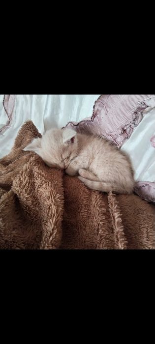 Котята бесплатно