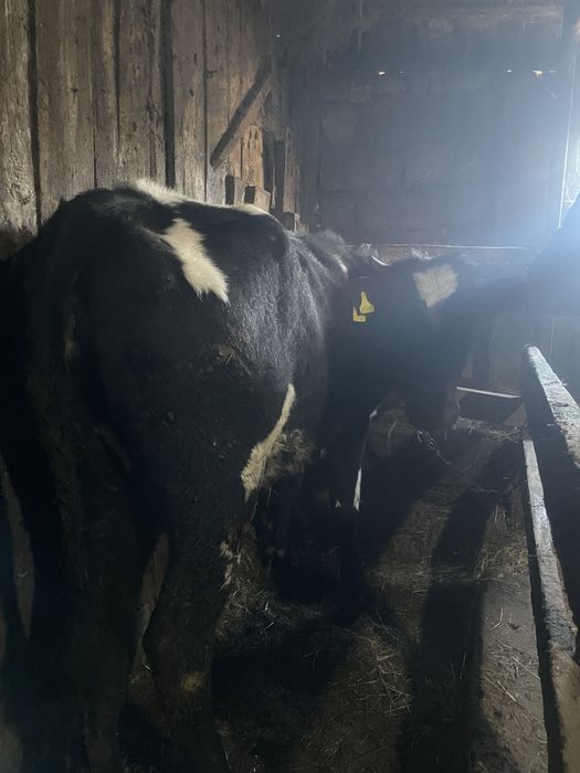 Продам годовалых телочек