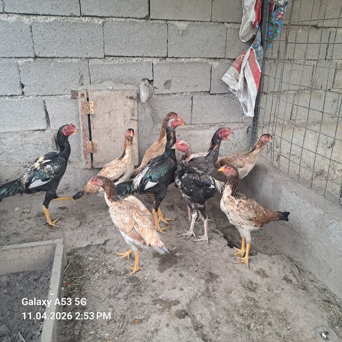 Продам семью даканов