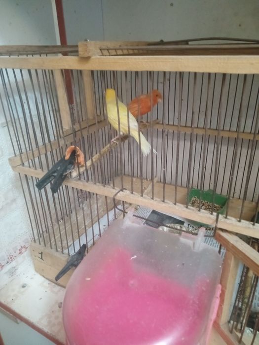 Продам канареек самка и кенар