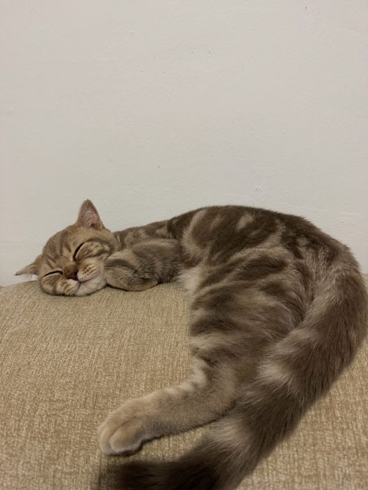 хорошый кот.     .
