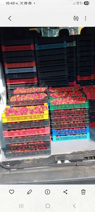 Расат ягоди и малини пр