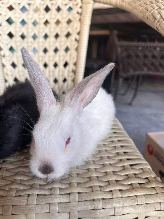 Quyon bolalari arzon narxlarda