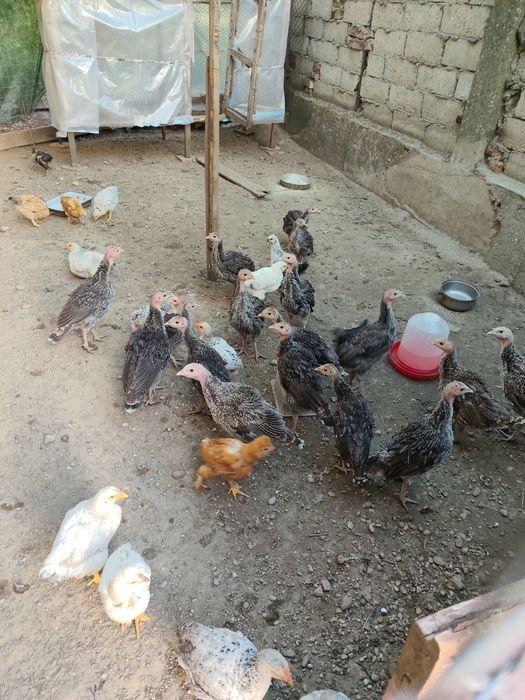 Pui de curca românească