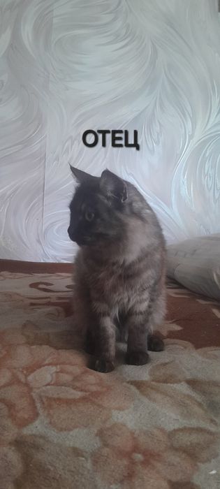 продам шотладских котят