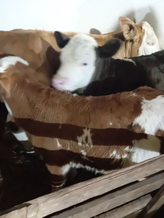 Taurasi și vitele baltati