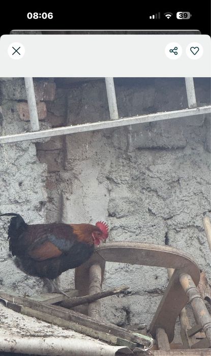 vand 2 cocosi activi