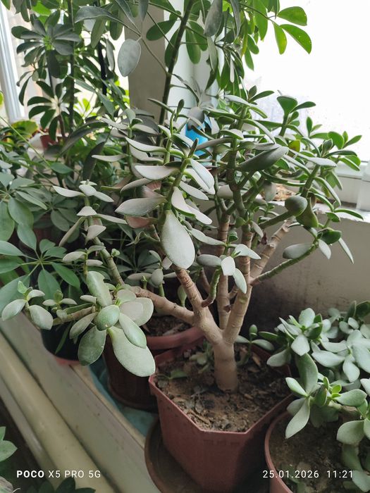 Цветы Денежный дерево