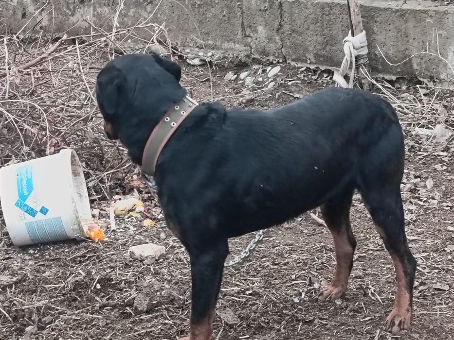 Крупная сторожевая собака