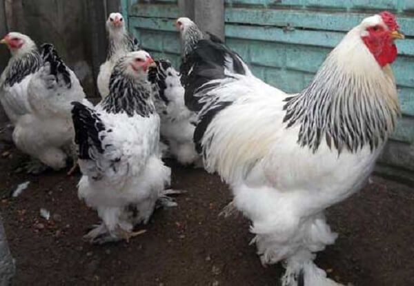 Брама тухумлари уругланган