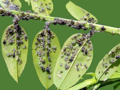 Обрезка деревьев, винограда, стрижка ёлок, осенние обработка деревьев