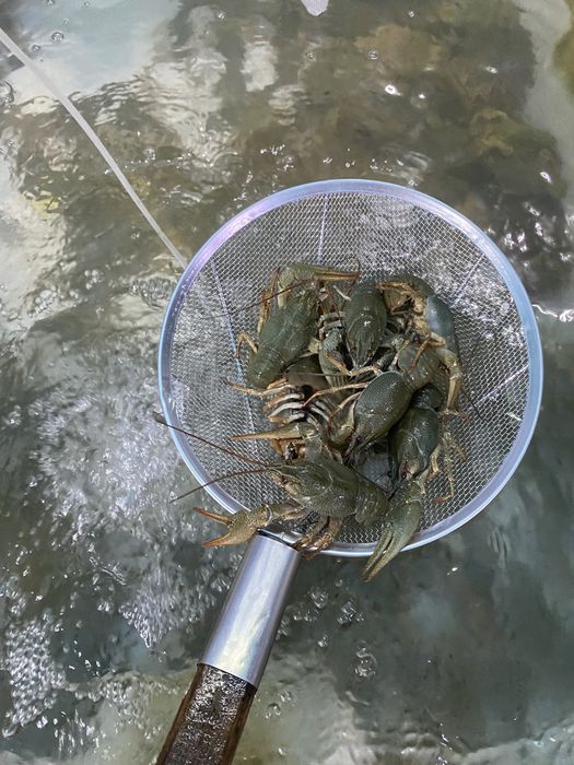 раки, креветки, морепродукты