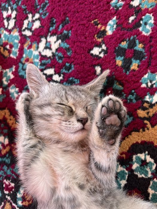 Котенок ласковый