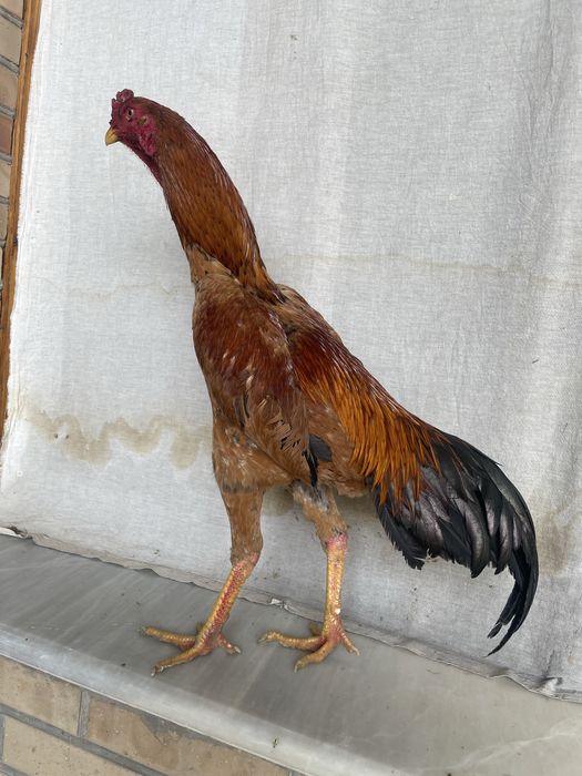 Yapon ataka Xuroz 100% lik narxi kami bor