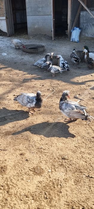 Продавам неми патици,,юрдечки.