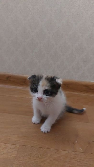 Продаётся котёнок веслоухий