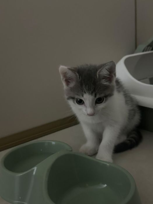 Отдам котёнка в добрые руки