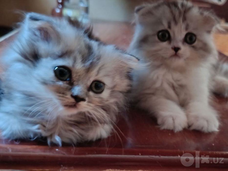 Вислоухий котенок