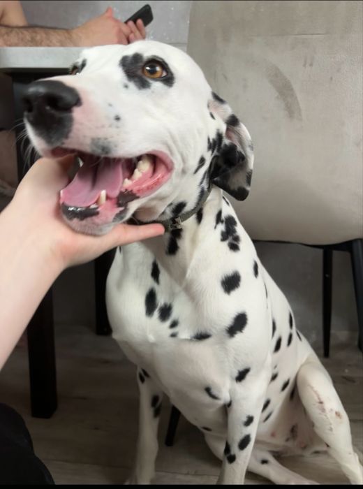 Щенки далматинца чистокровные