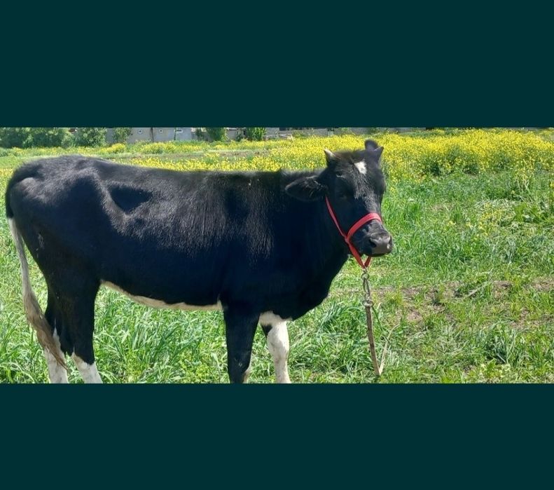 Гунажин сотилади срочна сотилади