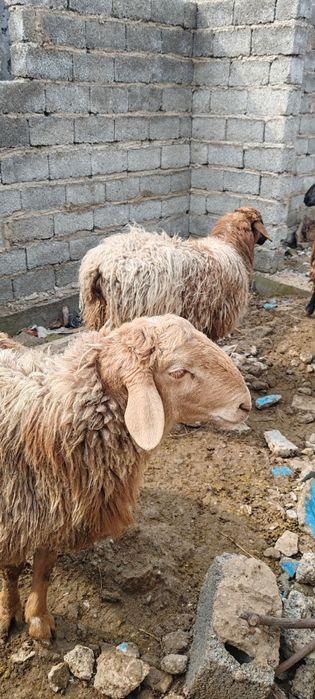 Продам здоровых баранов