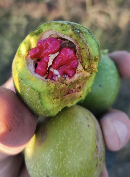 Puieți Nuc Altoiți Certificați Anul 3