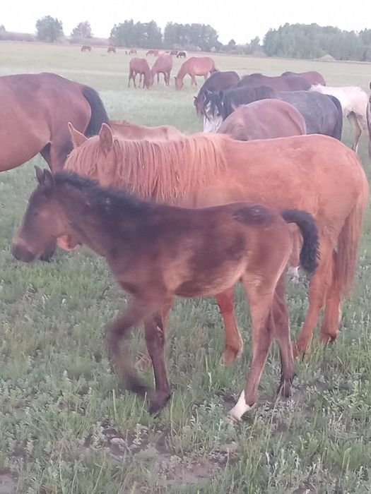 Лошади с документами