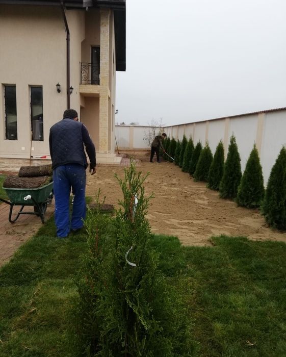 Producem gazon rulou 24 de lei m2. Transport și montaj inclus în preț