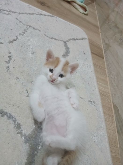 Марғаулар бар. 2 еркек