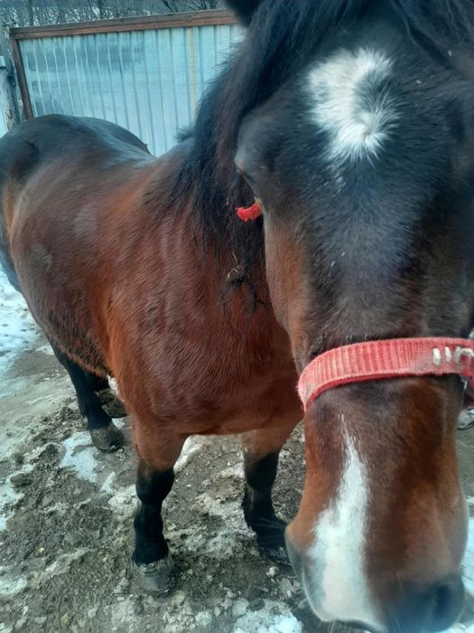 Iapă 4 ani și mânza 5 luni