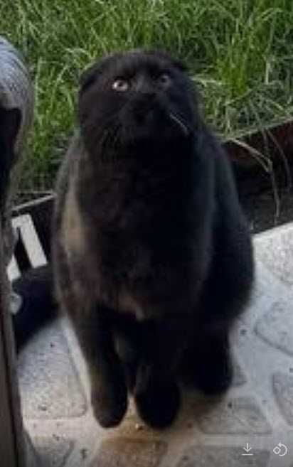 Фолд, вислоухий, очень воспитанный, послушная и умная, вид серьёзный